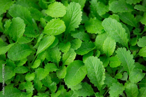 Wallpaper Mural mint leaves in the garden Torontodigital.ca