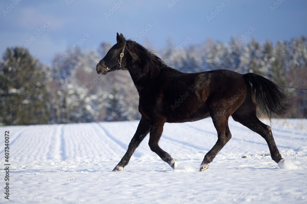 Obraz premium Schwarzes Pferd galoppiert frei im Schnee. Pferde im Winter rennen