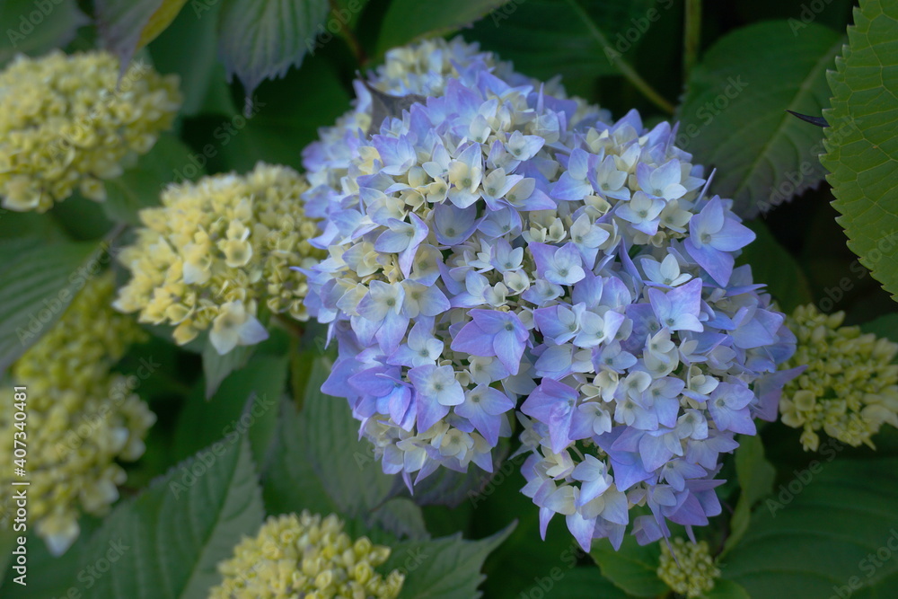 Beautiful Japanese climbing-hydrangea flowers close up. Beautiful Japanese climbing-hydrangea flowers close up.