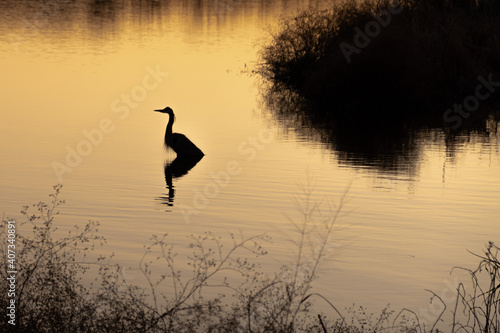Silhouette of heron