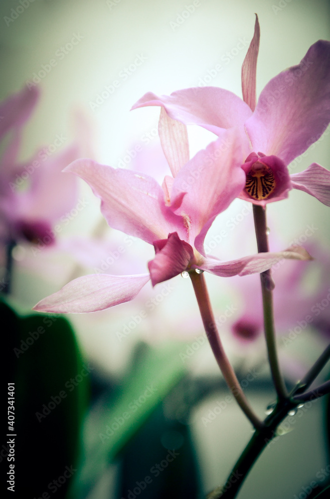 Obraz premium Pink orchid flower