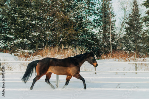 horse in winter