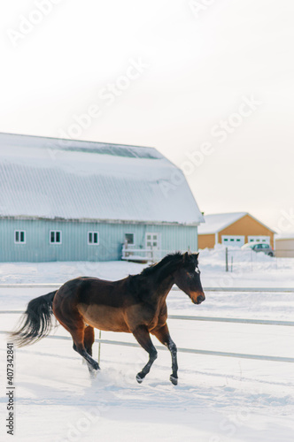 horse in winter
