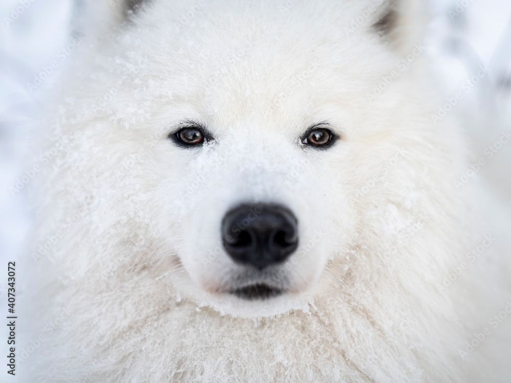 Zimowy portret samoyeda Zimowy portret samoyeda