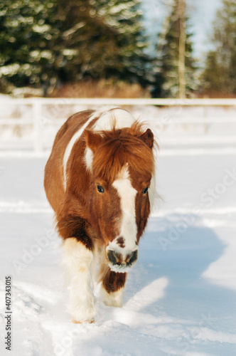 horse in winter