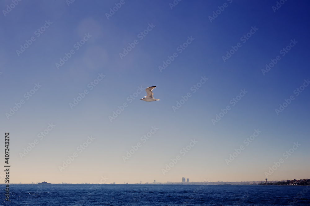 Seagull flies over the blue sky