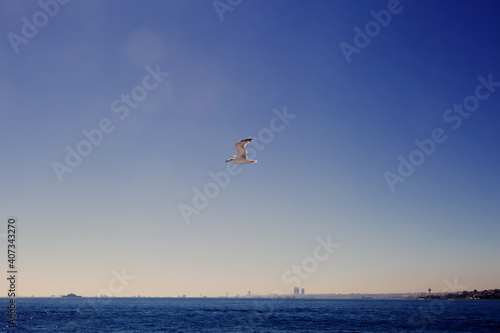 Seagull flies over the blue sky