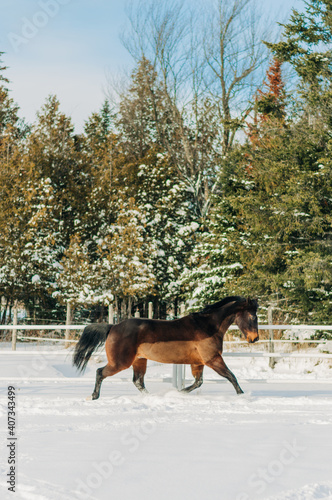 horse in winter © LaurieAnne