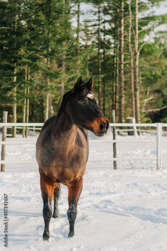 horse in winter
