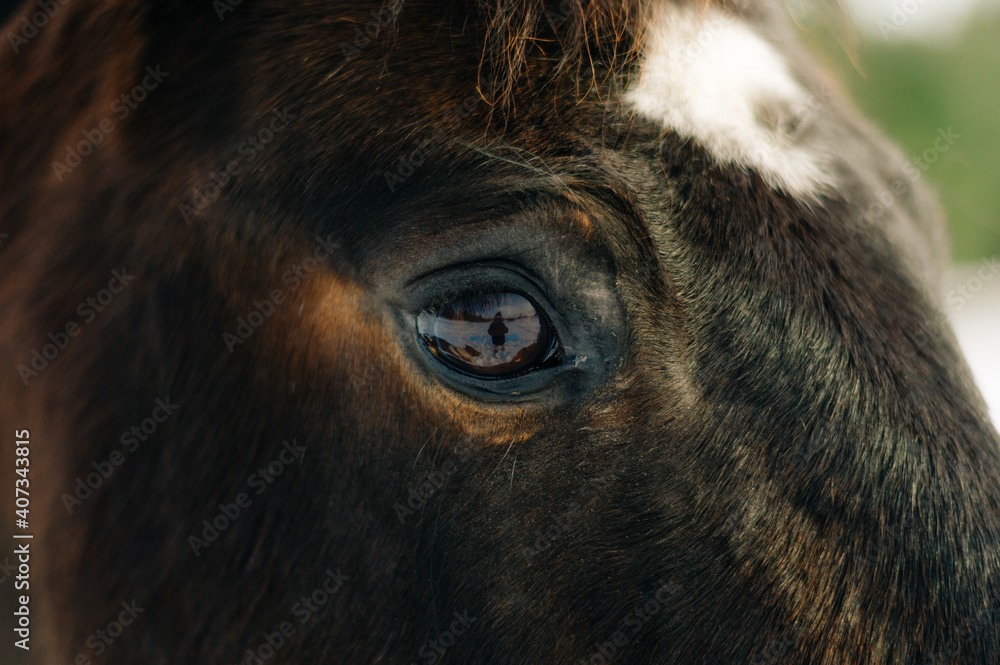 horse in winter horse in winter