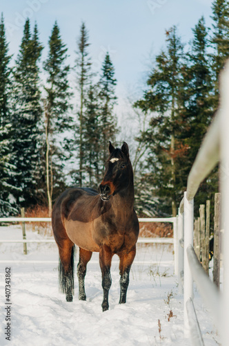 horse in winter
