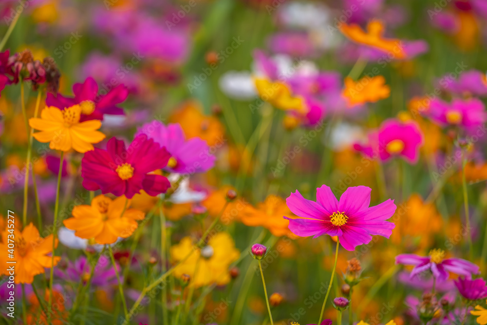 Beautiful pink cosmos flower blooming in the garden.