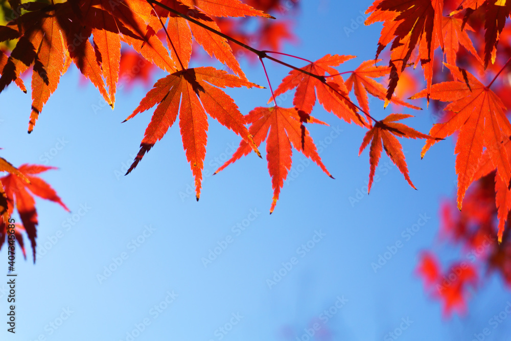 autumn leaves against sky