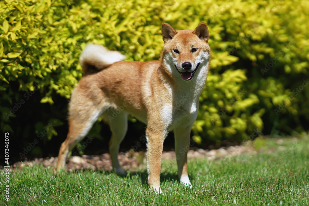 Adorable red Shiba Inu dog posing outdoors standing on a green grass Adorable red Shiba Inu dog posing outdoors standing on a green grass