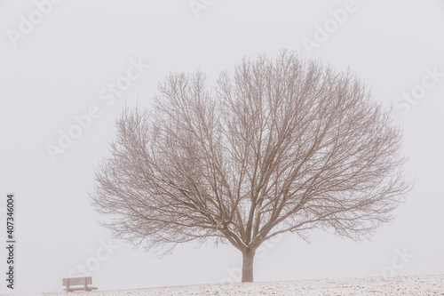 Park bench sits underneath a bare tree on a foggy winter day