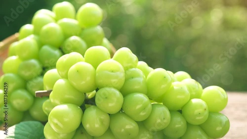 Shine Muscat Grape with leaves in blur background. Close up sweet grape.