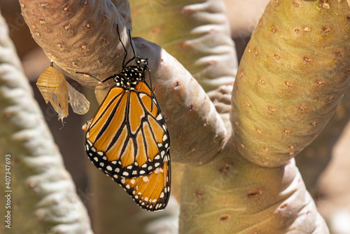 Tablou pe pânză Queen Butterfly (Danaus gilippus) emerging from chrysalis
