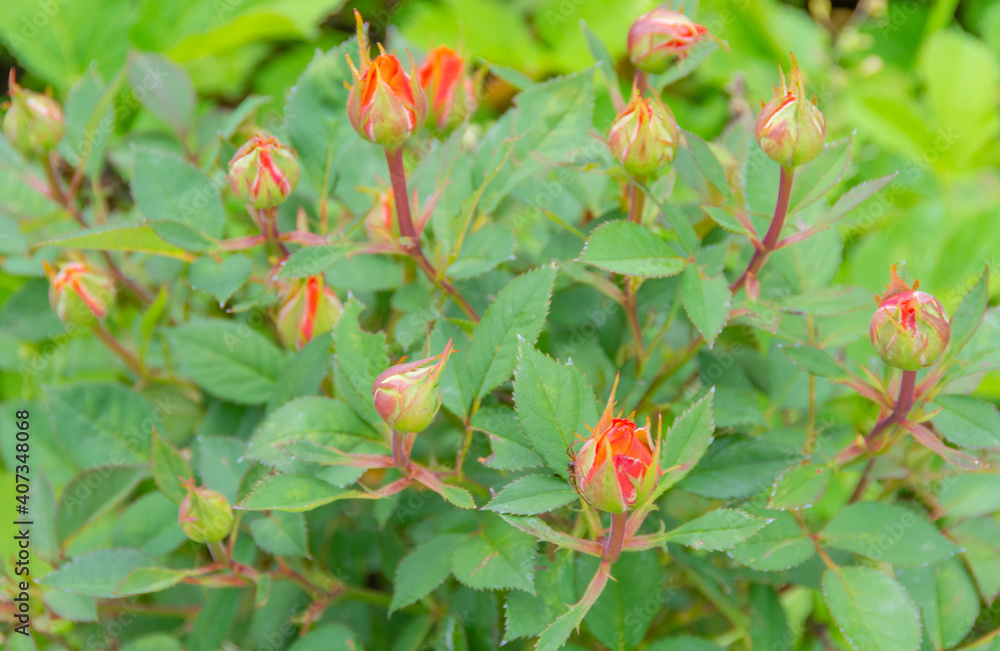 Flowers. A beautiful rose bloomed in the garden. Flowers. A beautiful rose bloomed in the garden.