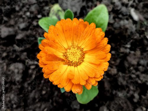 orange calendula flower on black background