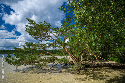 A tree on the beach of the Beloye Lake in Naroch natural reserve park of Belarus photo