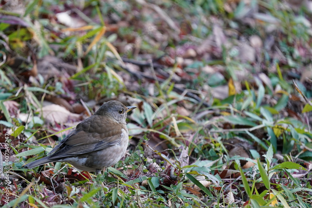 pale thrush on the grass field pale thrush on the grass field