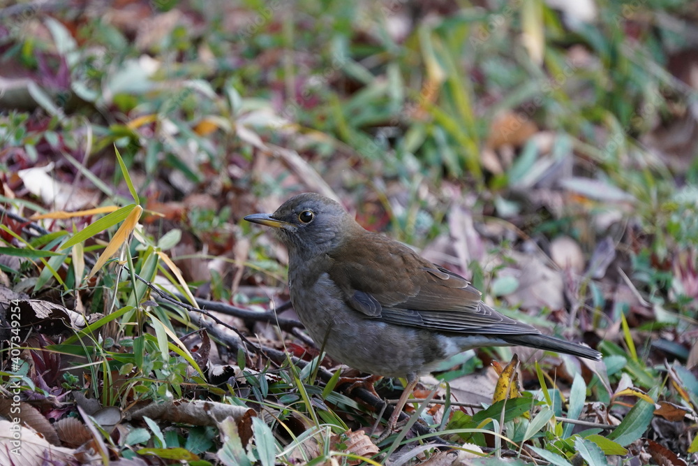 pale thrush on the grass field pale thrush on the grass field