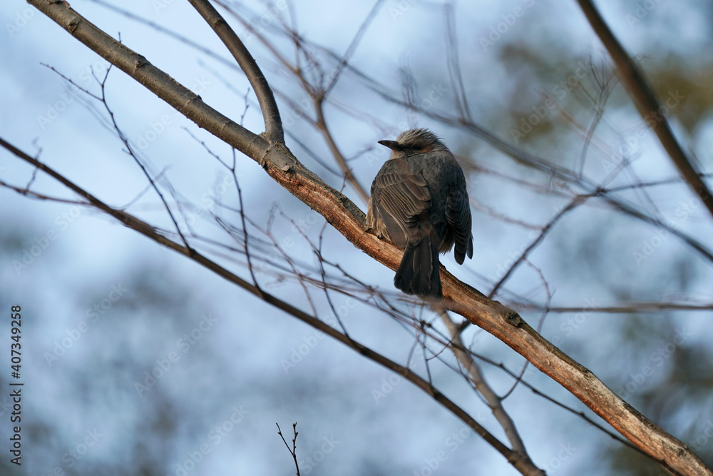 bulbul on the branch bulbul on the branch