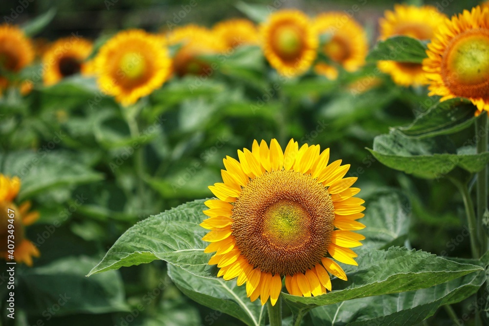 sunflowers in the field