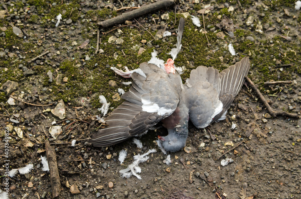 Fototapeta premium Dead wood pigeon on roadside