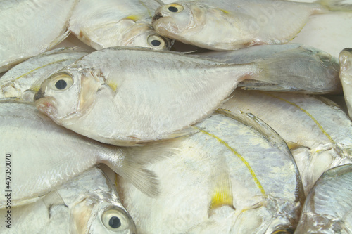 Fresh common ponyfish as background photo