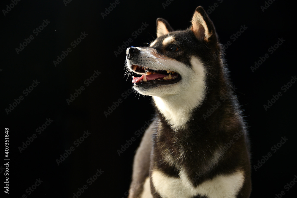 Fototapeta premium シンプルな柴犬のスタジオポートレート