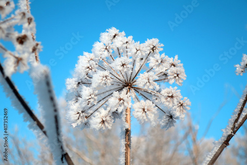 twig frost cover © Devyatkin