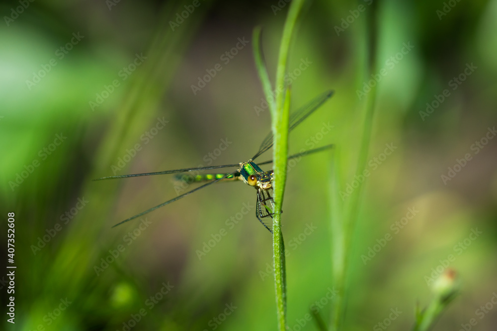The small spreadwing or small emerald spreadwing (lat. Lestes virens), of the family Lestidae. The small spreadwing or small emerald spreadwing (lat. Lestes virens), of the family Lestidae.