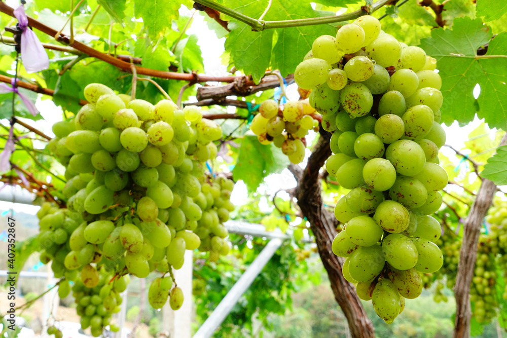Vine and bunch of white grapes in garden