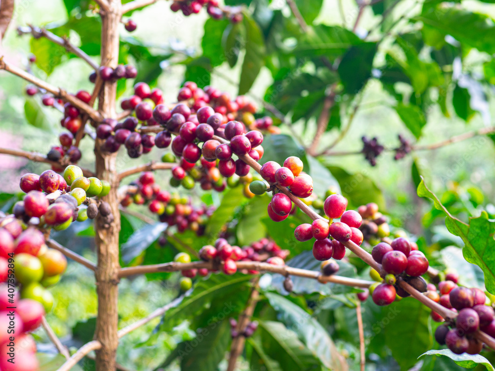 The dark red ripe coffee cherry on the branches of the prolific coffee tree has bright green leaves. Waiting for harvest according to the drying process.