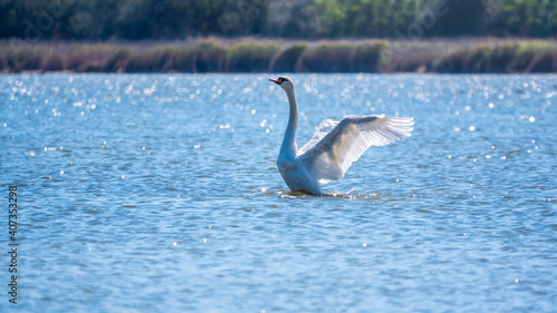 Fototapeta Naklejka Na Ścianę i Meble -  Graceful white Swan swimming in the lake and flaps its wings on the water. Valentine's Day background