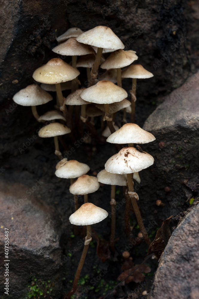 A lot Macro Wood mushrooms, mushroom with fungal growth. Tree full of mushrooms mushroom background. A lot Macro Wood mushrooms, mushroom with fungal growth. Tree full of mushrooms mushroom background.