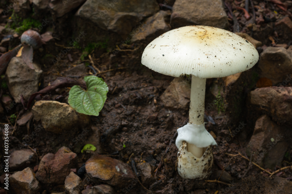 White Mushrooms in the forest, Rainforest scenes, Edible White Mushrooms, Ecotourism activities, Mushroom picking. White Mushrooms in the forest, Rainforest scenes, Edible White Mushrooms, Ecotourism activities, Mushroom picking.