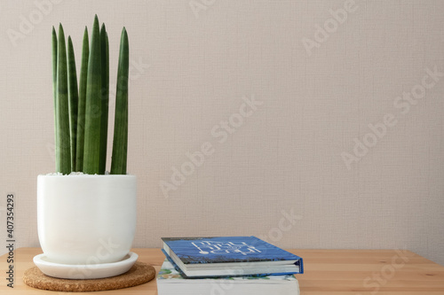 Sansevieria stuckyi with book on the table  photo