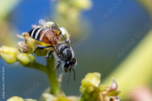 Wallpaper Mural Image of little bee or dwarf bee(Apis florea) on yellow flower collects nectar on a natural background. Insect. Animal. Torontodigital.ca