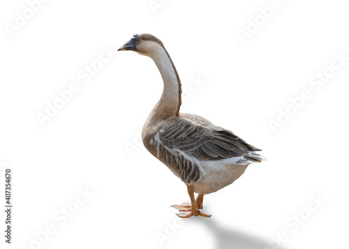 portrait goose isolated on white background
