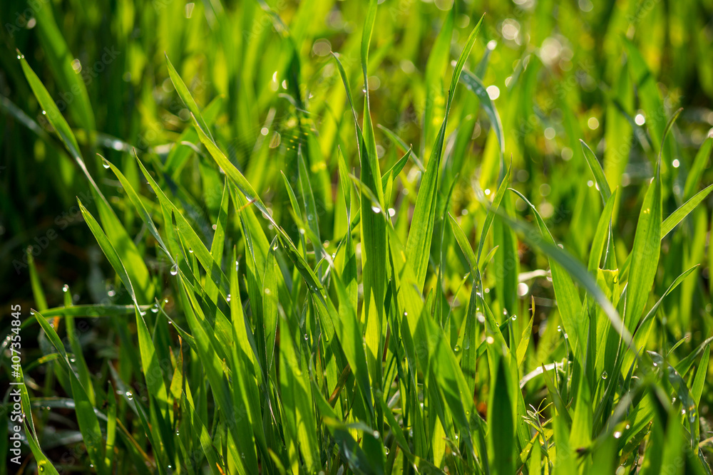 Stems of young wheat in the morning dew. Juicy natural background from green grass. Winter crops in an agricultural field Stems of young wheat in the morning dew. Juicy natural background from green grass. Winter crops in an agricultural field