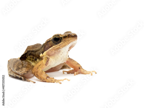 Close up of frog on white background