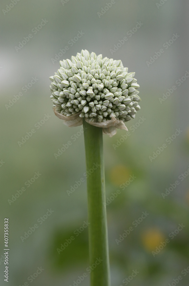 Blooming wild onion vegetable. Blooming wild onion vegetable.