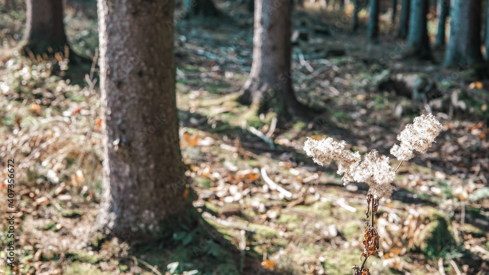 Wald Wald