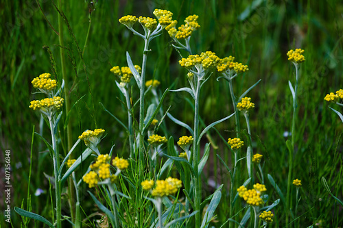 yellow flowers in the grass