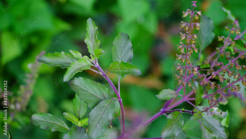 Red sweet basil close up with blur tree background in garden Red sweet basil close up with blur tree background in garden