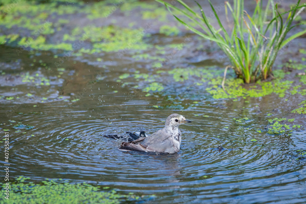 White Wagtail or Motacilla alba is bathed in water. Wagtails is a genus of songbirds. Wagtail is one of the most useful birds. It kills mosquitoes and flies, which deftly chases in the air
