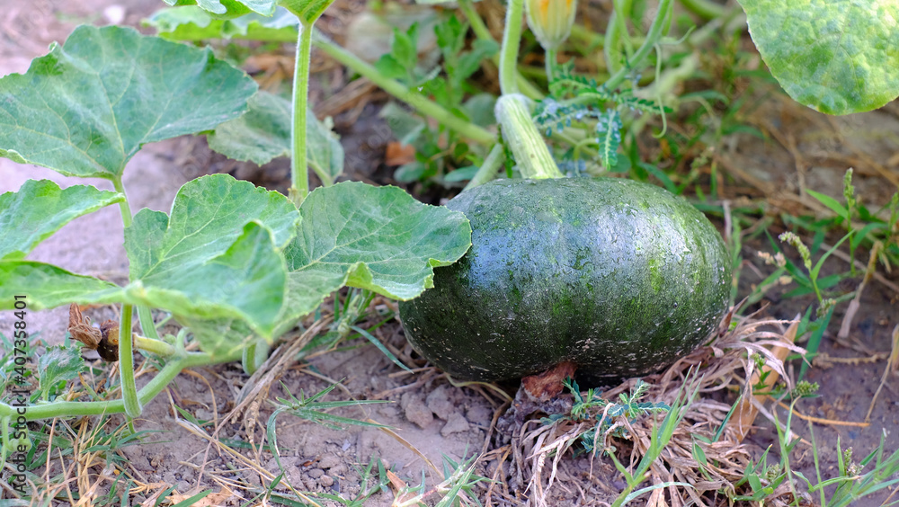 Obraz premium Close-up pumpkin (vine,blossom,leaves) with blurred background in garden