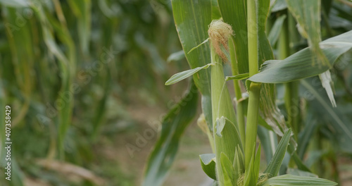 Corn maize agriculture nature field